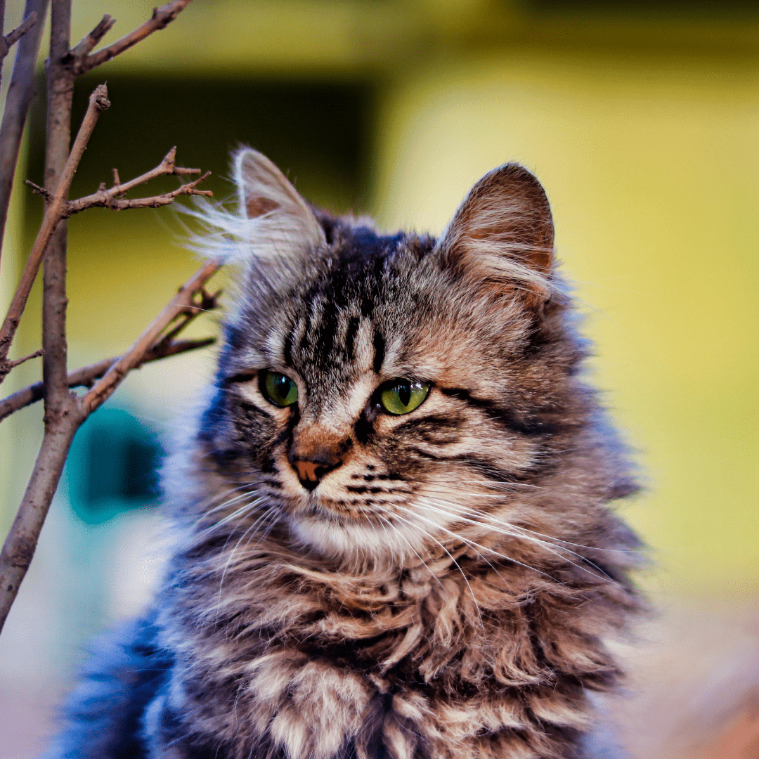 7 Tipps, um deiner Katze an heißen Tagen Abkühlung zu verschaffen - Pawschow