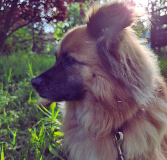 Fellpflege bei Hunden - Pawschow