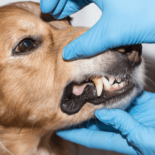 Zahnhygiene und -pflege bei Hunden - Pawschow