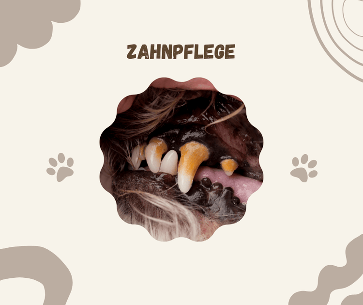 Zahnpflege - Pawschow