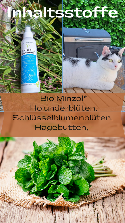 Dentalspray von Wolfsbacher Natur