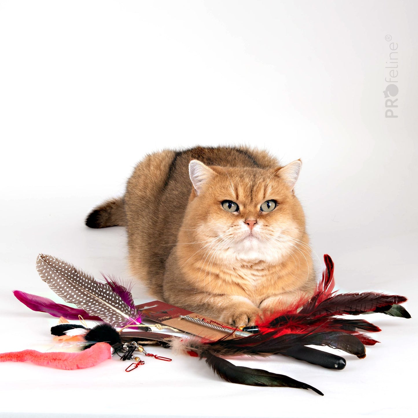 Das Katzenangel - Set - Flutter Fun von Profeline - Pawschow Katzenspielzeug