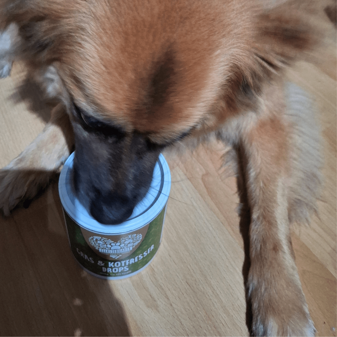 Kot - & Grasfresser Drops - Pawschow Ergänzungsmittel