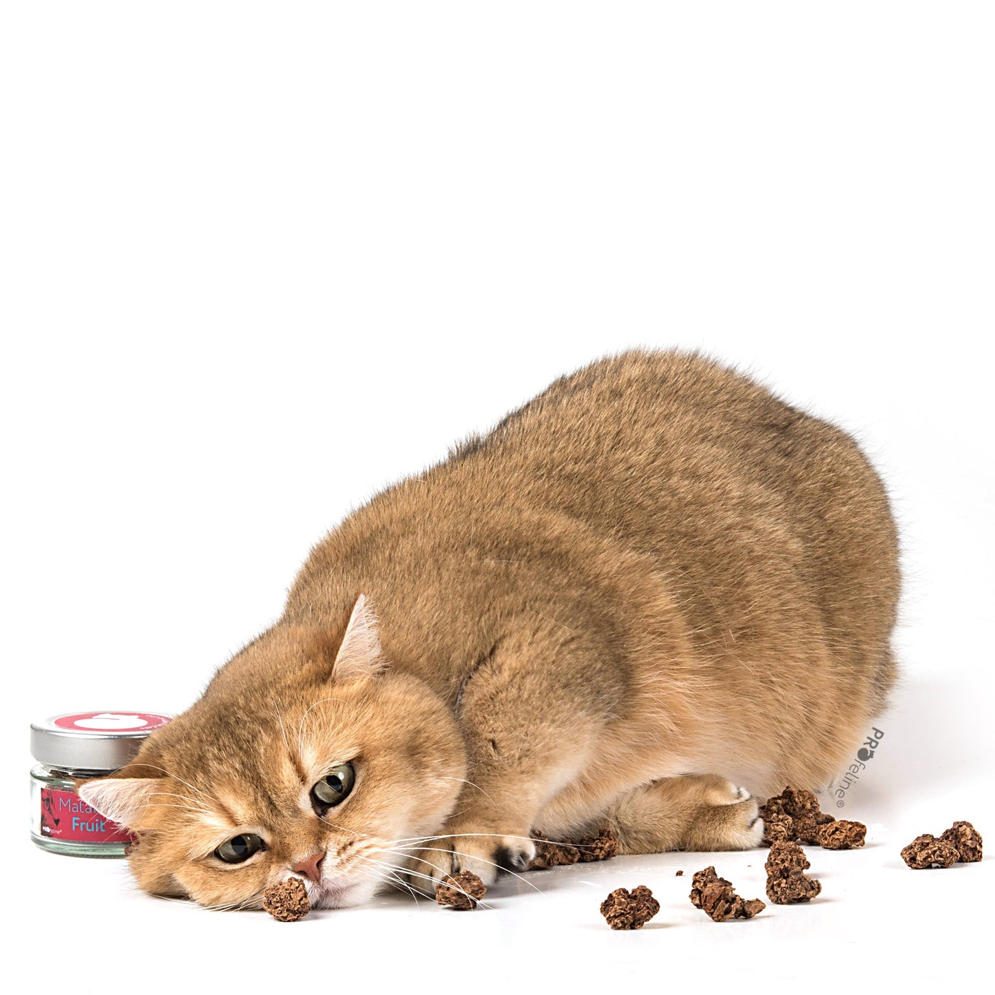 Profeline - Matatabi Fruit - Pawschow Ergänzungsmittel