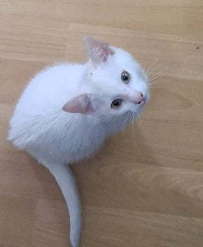 Katzenrassen und Katzenzucht: Von der ersten Ausstellung 1871 bis zum Champion-Titel