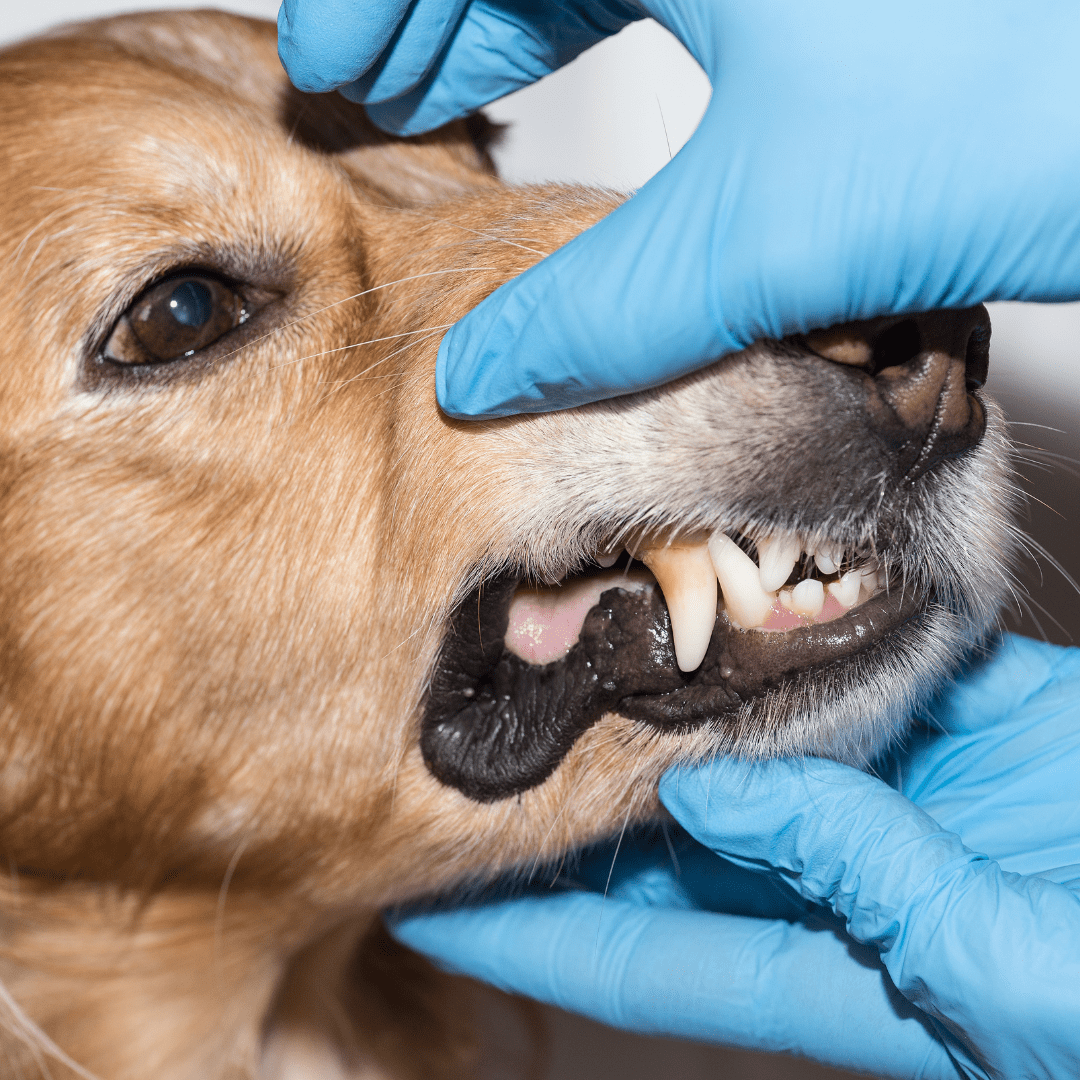 Zahnhygiene und -pflege bei Hunden - Pawschow 
