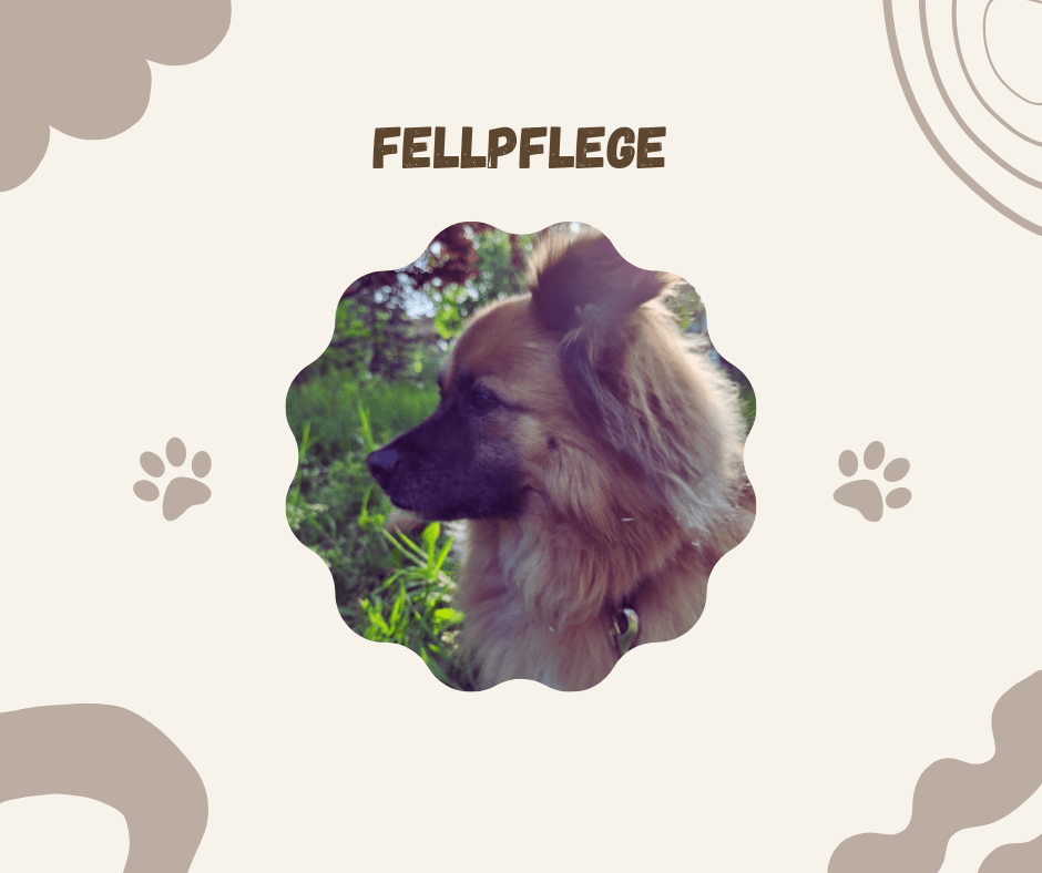 Fellpflege - Pawschow 